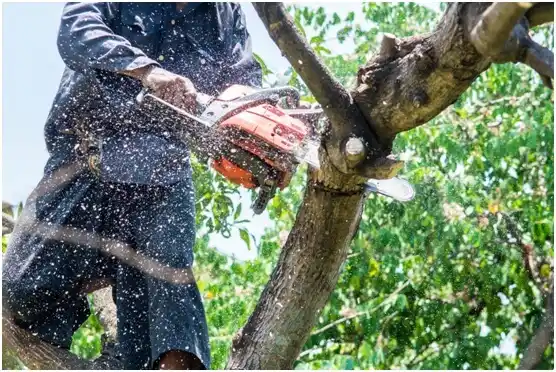 tree services Stone Ridge